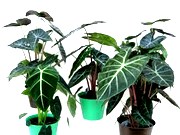 Alocasia Assortment